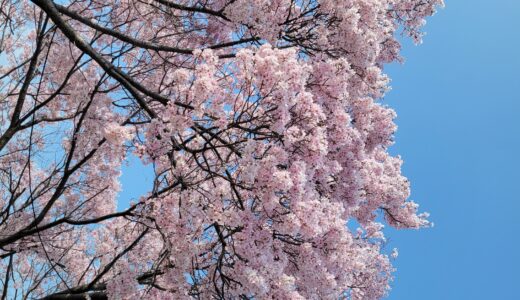 🌸狭山池公園で春を満喫してきました