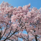 狭山池公園桜