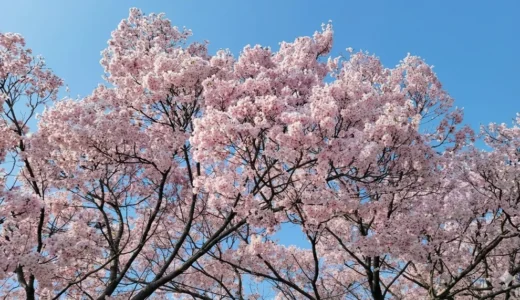 狭山池公園のお花見ガイド｜三世代でにぎわう大阪の桜名所【体験レポ】