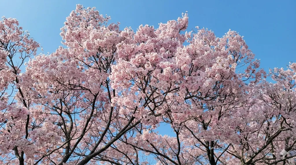 狭山池公園桜