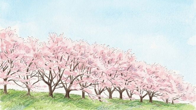 桜並木
