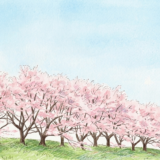 明日は桜🌸を見に行くぞ。迷子に注意！