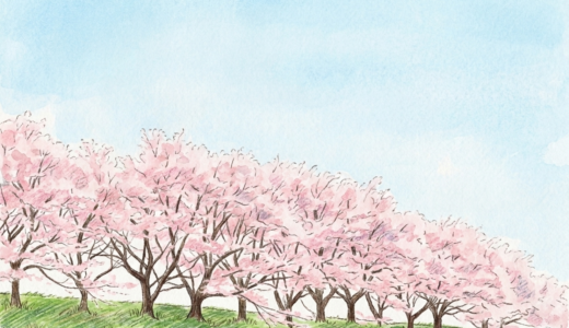明日は桜🌸を見に行くぞ。迷子に注意！