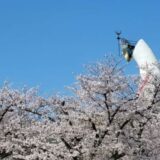 万博公園桜