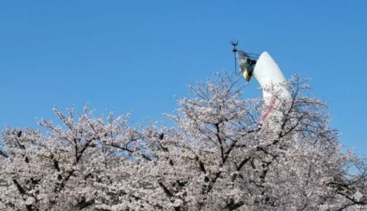 万博記念公園のお花見ガイド｜桜・チューリップ・菜の花の競演【体験レポ】