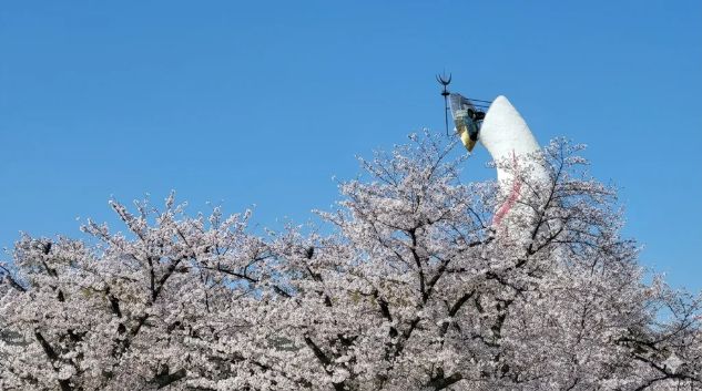 万博公園桜