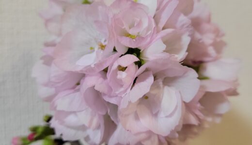 鉢植えの桜が満開に！わが家でお花見気分