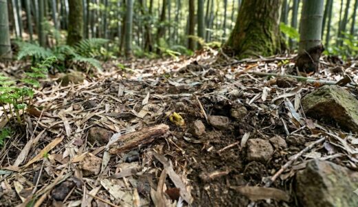たけのこのあく抜き・下処理のやり方｜選び方と旬を楽しむコツ