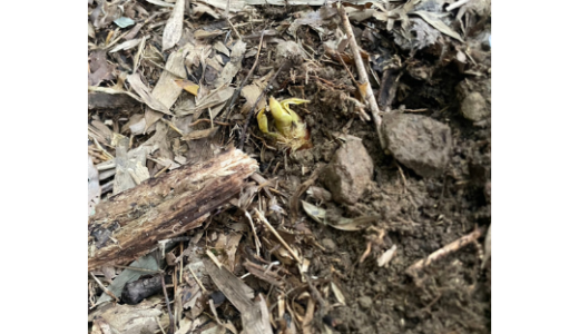 季節の便り〜今年はタケノコ豊作のようです〜