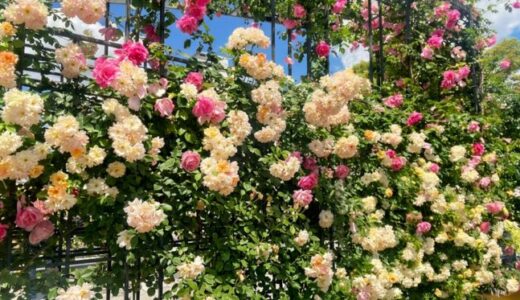 中之島バラ園で五感のお花見｜約310品種・3,700株、春バラの見頃と楽しみ方